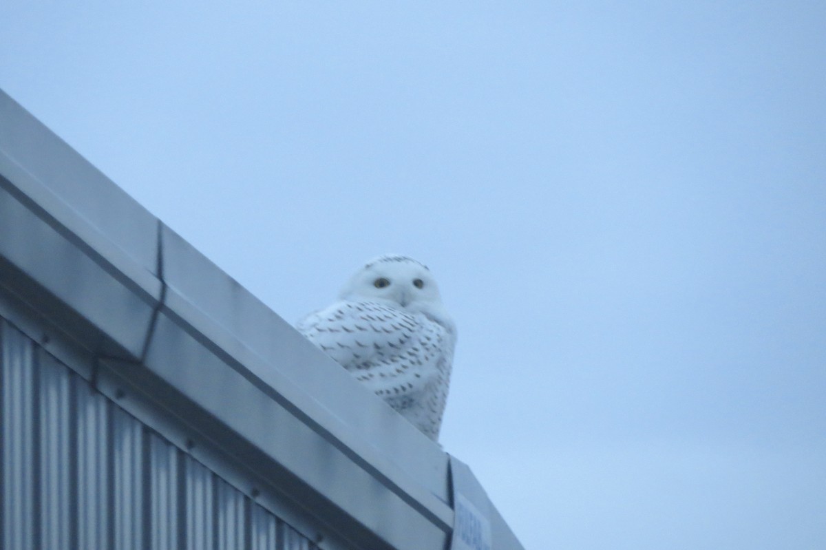 Snowy Owl - ML647779535