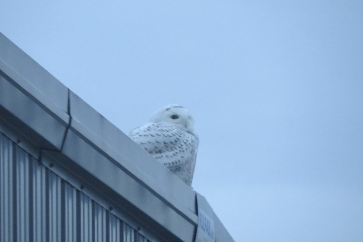 Snowy Owl - ML647779536
