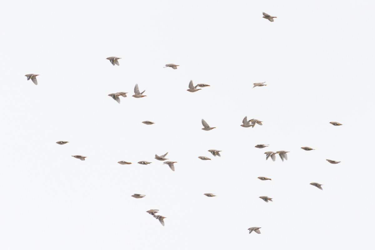 Ampelis Europeo - ML647779547