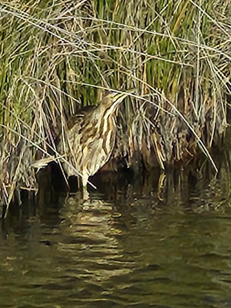 Бугай американський - ML647779557