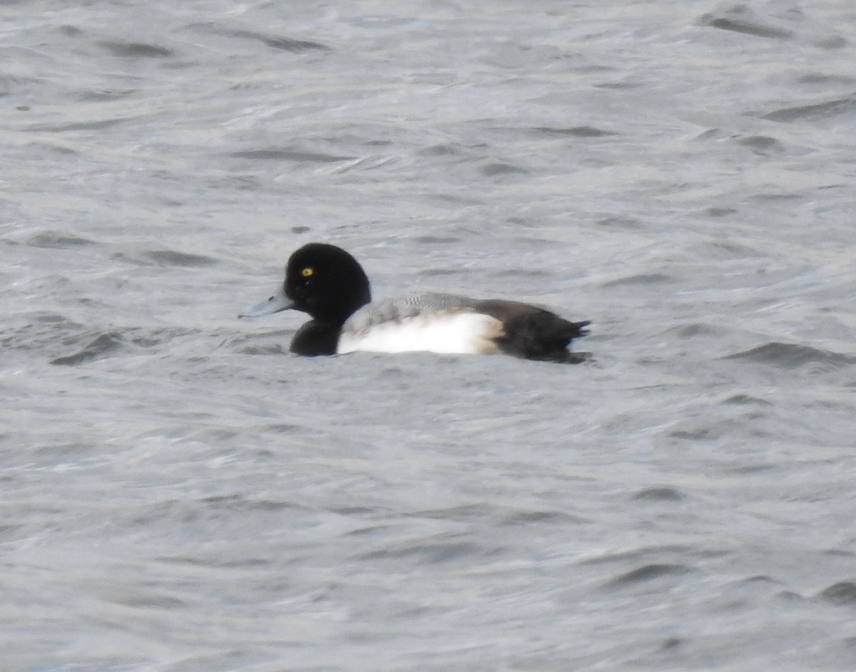 Морская чернеть - ML647779560