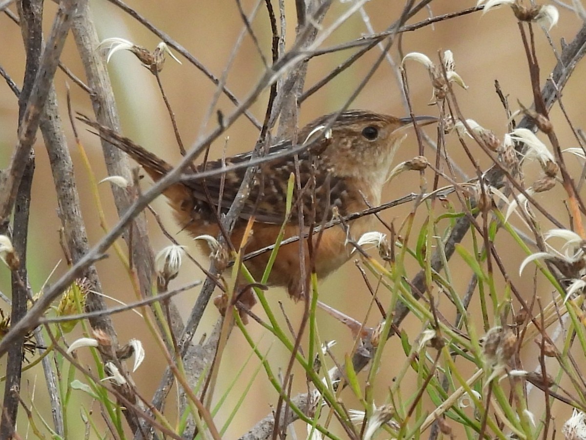 Sedge Wren - ML647779613