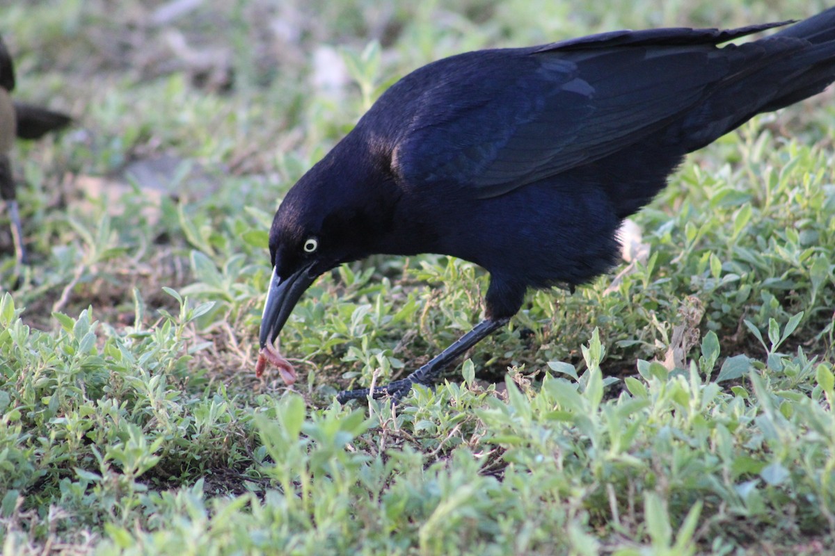Great-tailed Grackle - ML647779618