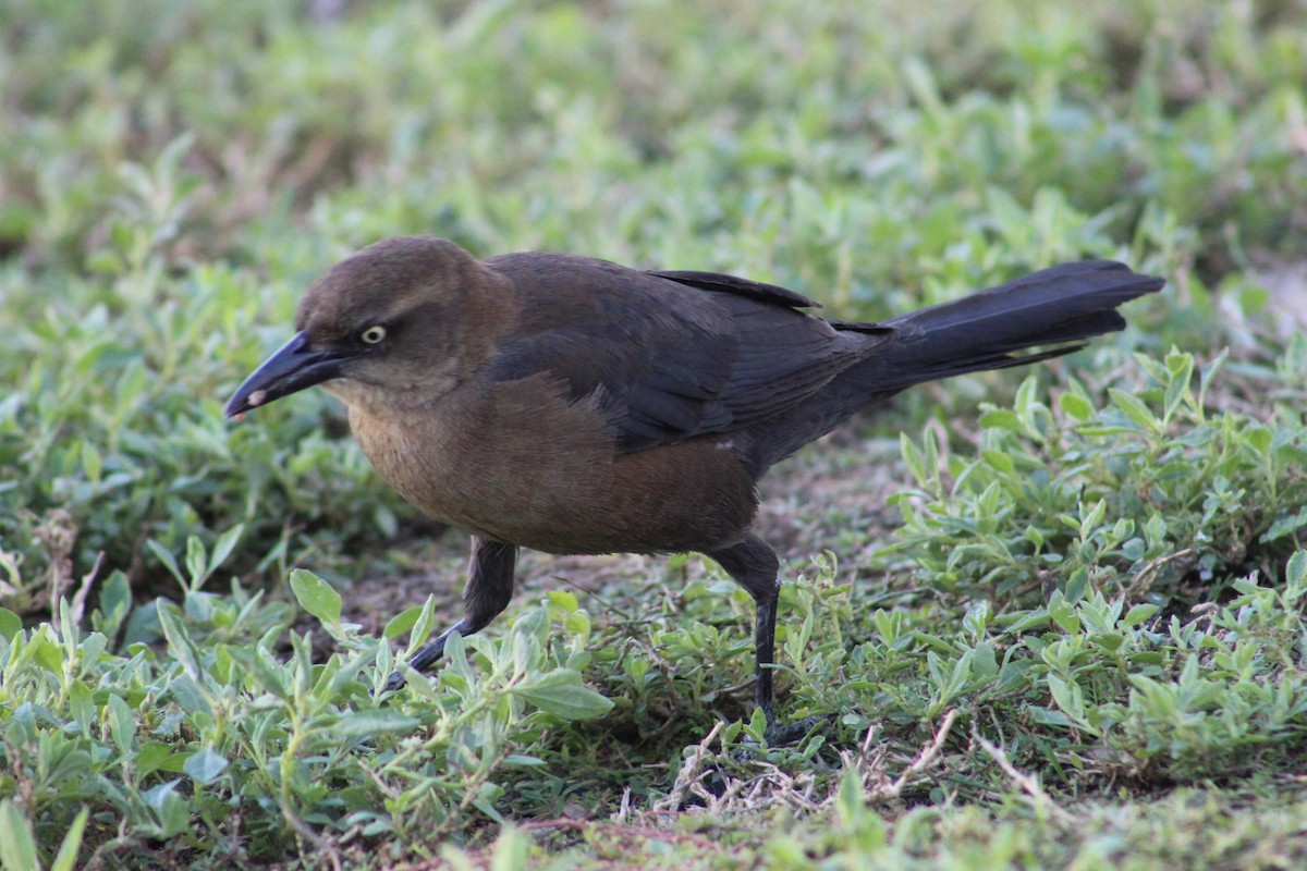 Great-tailed Grackle - ML647779619