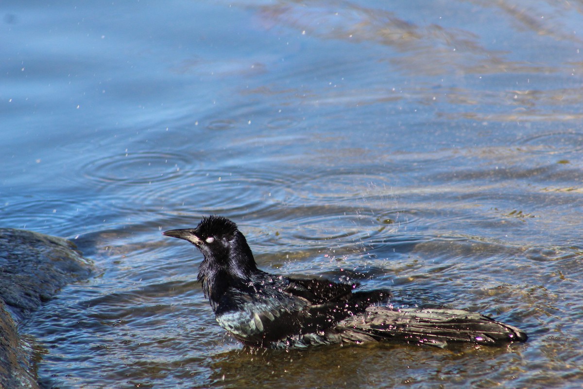 Great-tailed Grackle - ML647779620