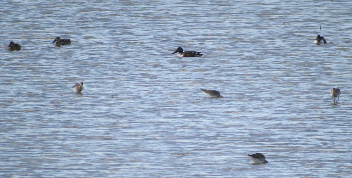 Cuchara Común - ML647779634