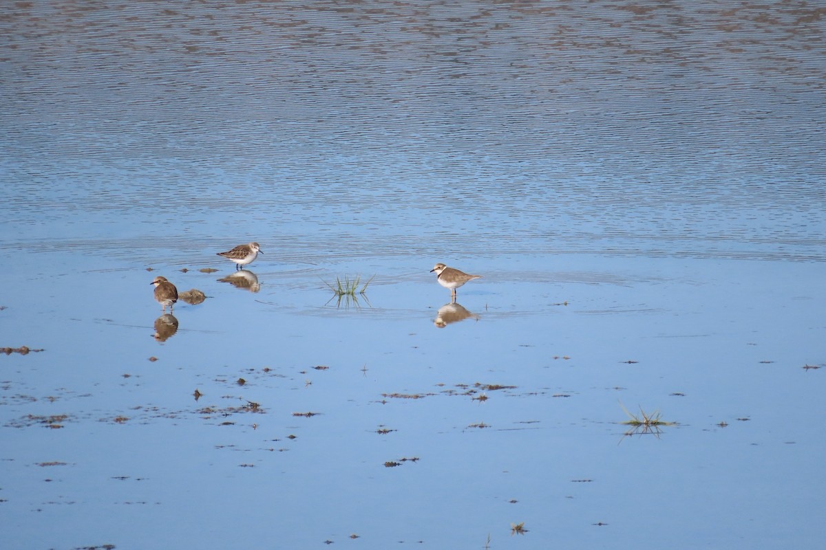 Little Stint - ML647779648