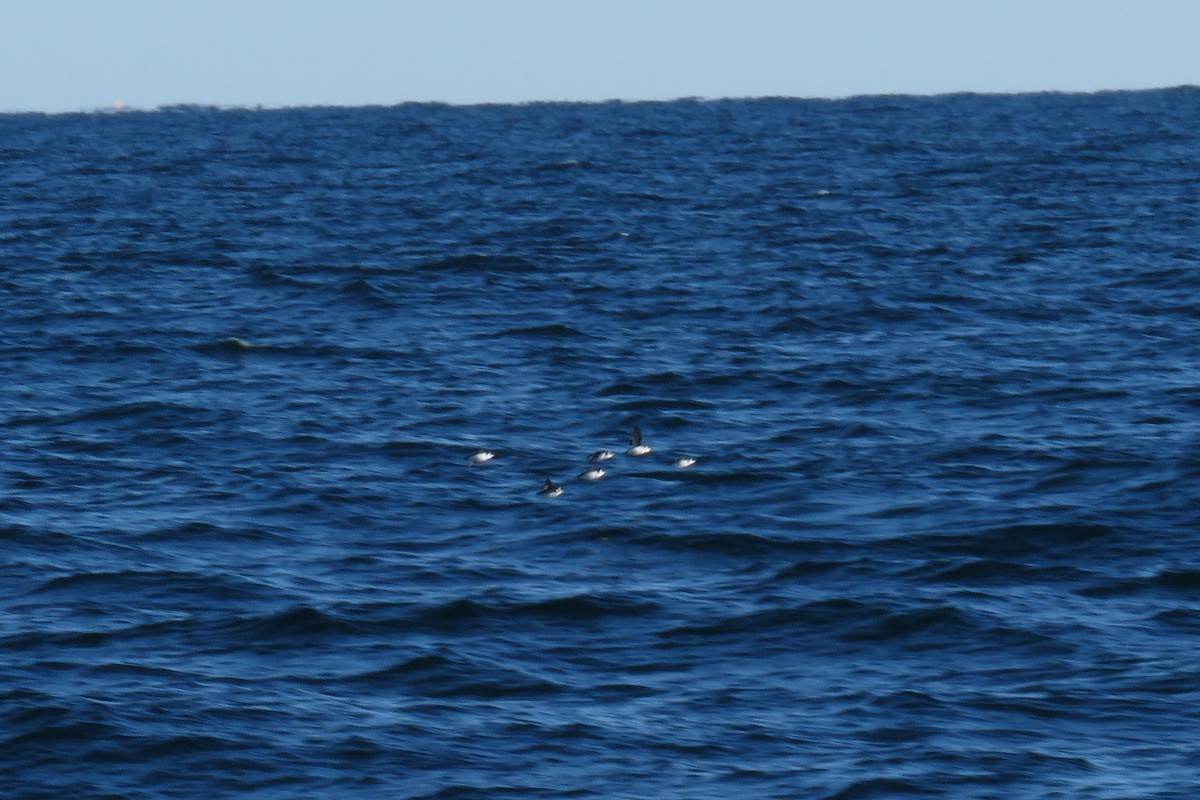 alkekonge - ML647779699