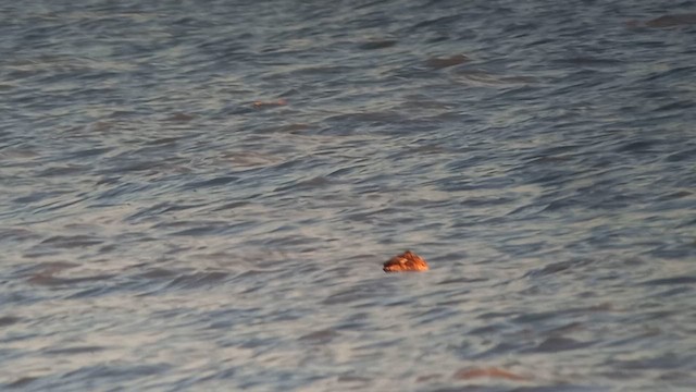 Ruddy Duck - ML647779742