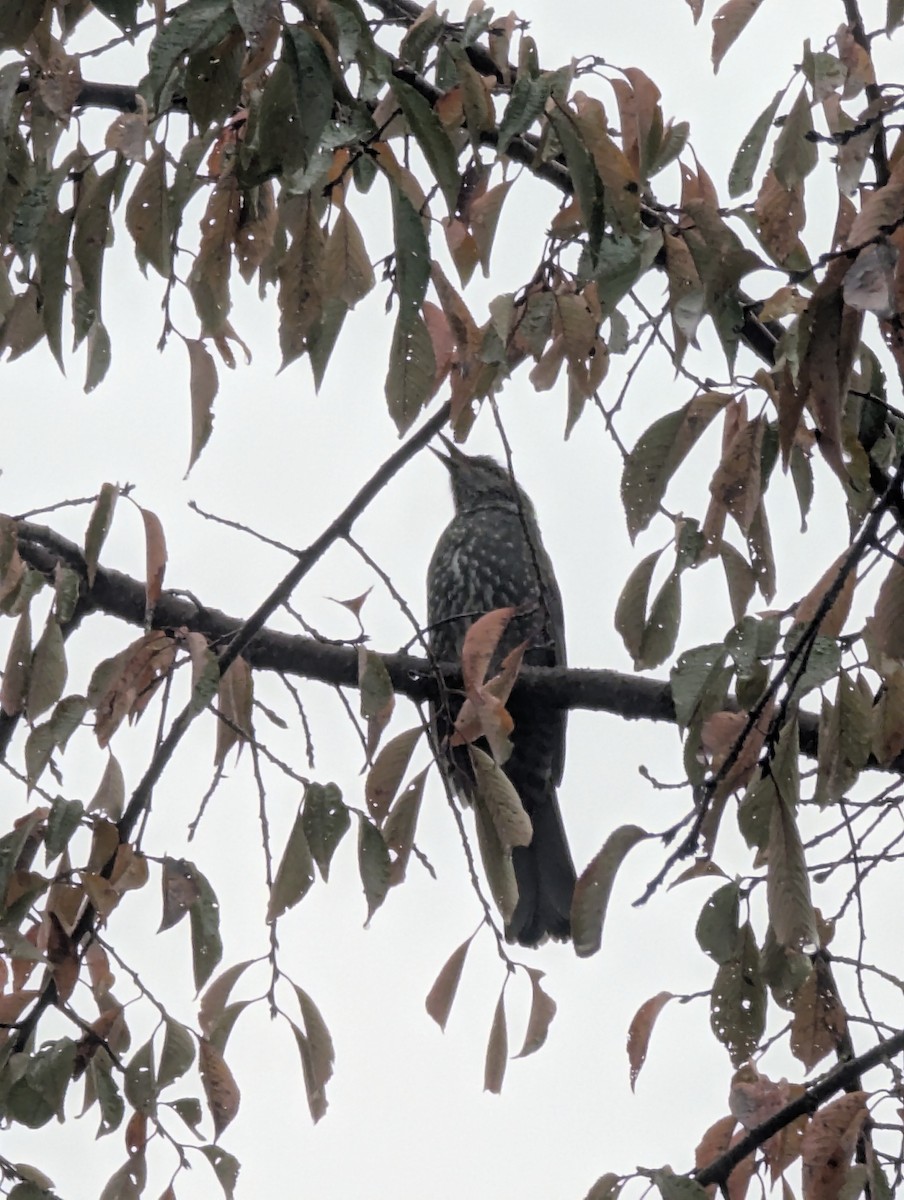 Оливник короткопалий - ML647779748