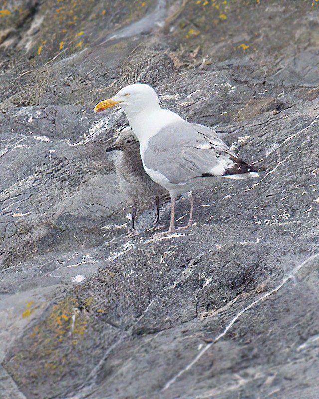 American Herring Gull - ML647779780