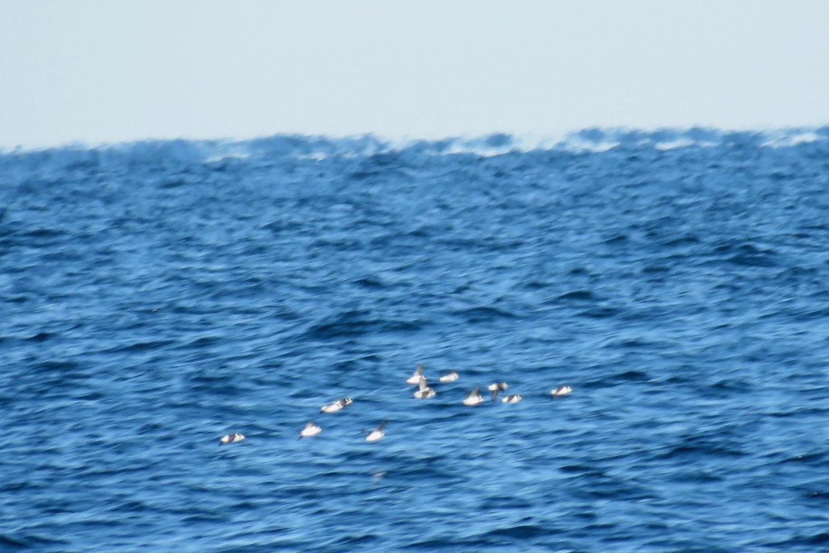 alkekonge - ML647779790