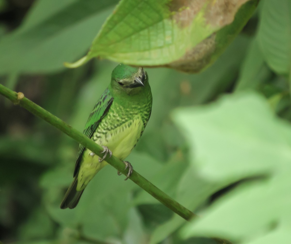 Swallow Tanager - ML647779791
