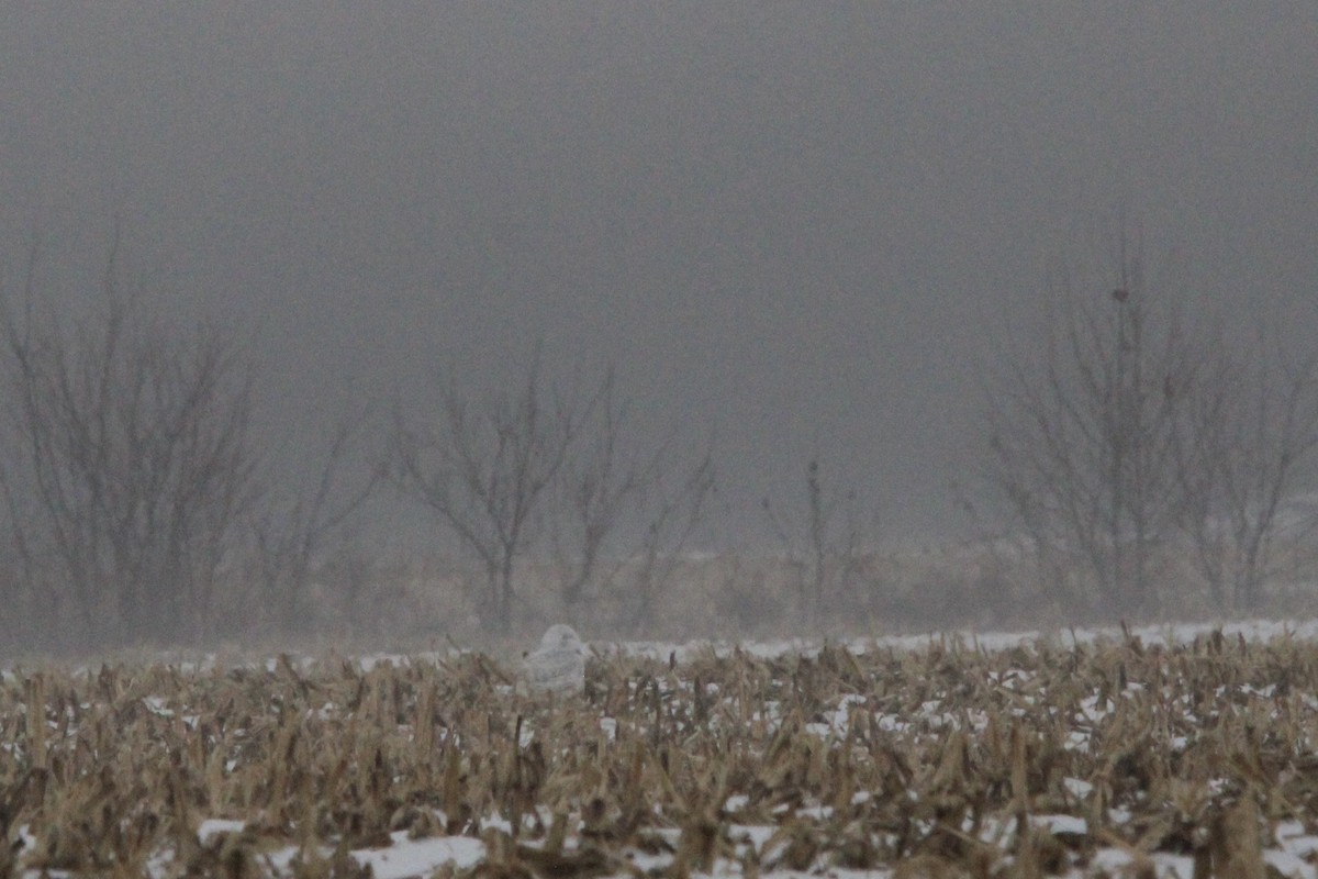 Snowy Owl - ML647779815