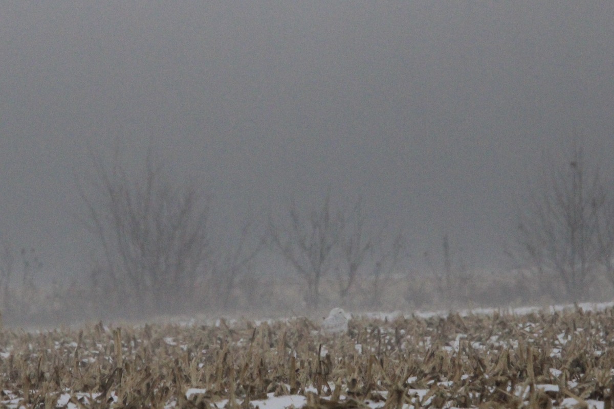 Snowy Owl - ML647779816