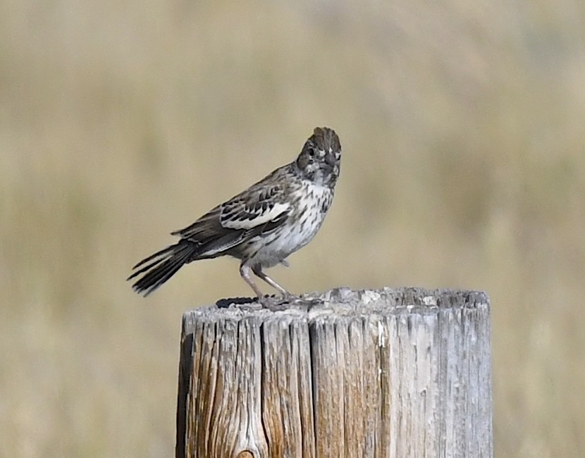 Lark Bunting - ML647779830