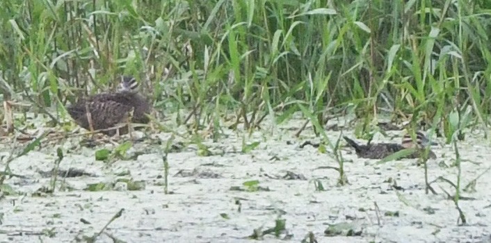 Masked Duck - ML647779831