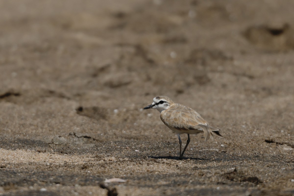 Белолобый зуёк - ML647779833