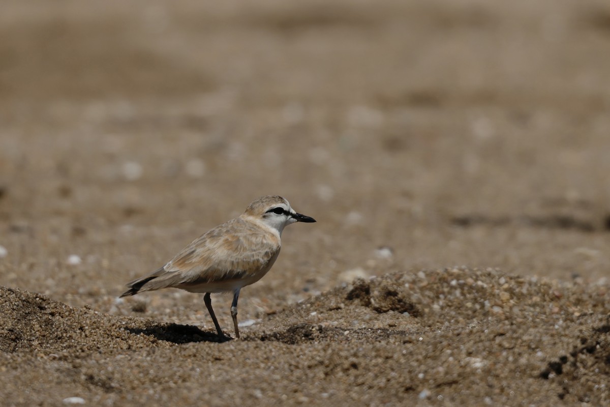 Белолобый зуёк - ML647779834