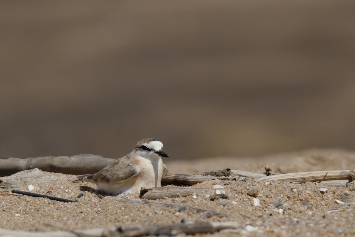 Белолобый зуёк - ML647779835