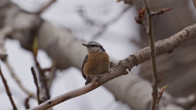 Red-breasted Nuthatch - ML647779836