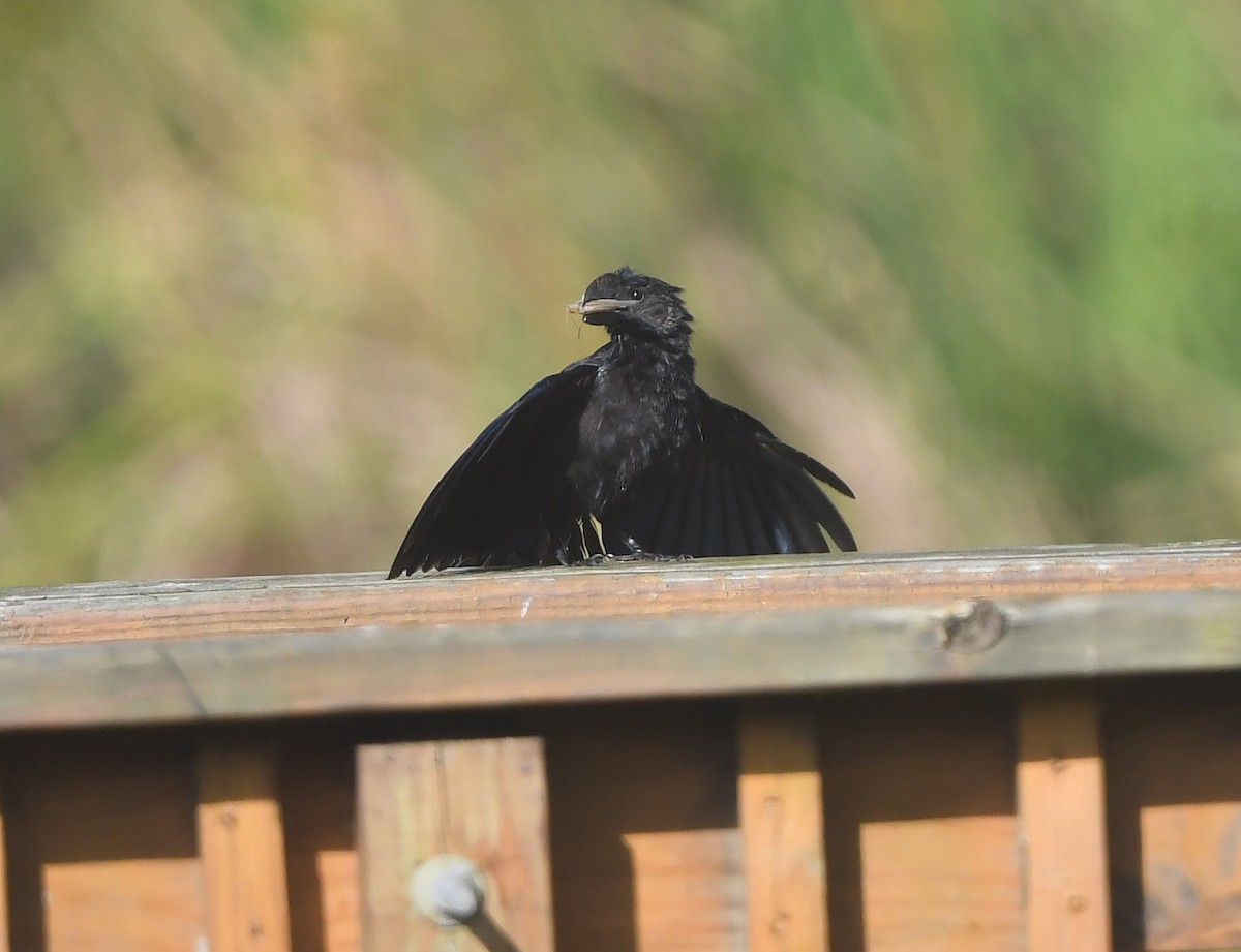 Smooth-billed Ani - ML647779849