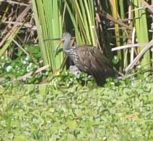 Limpkin - ML647779861