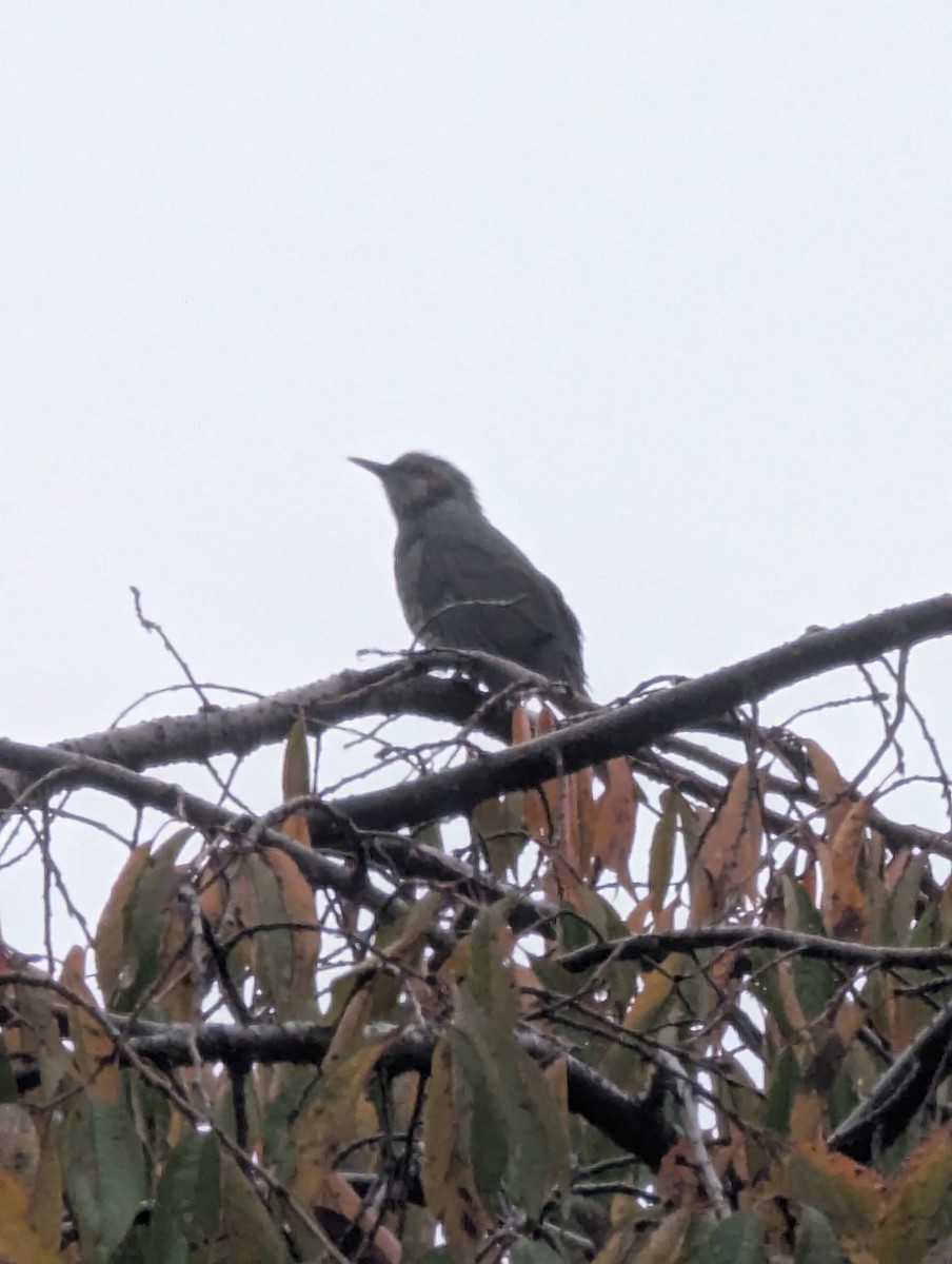 Оливник короткопалий - ML647779867