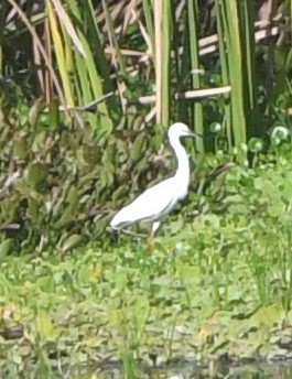 Little Blue Heron - ML647779886