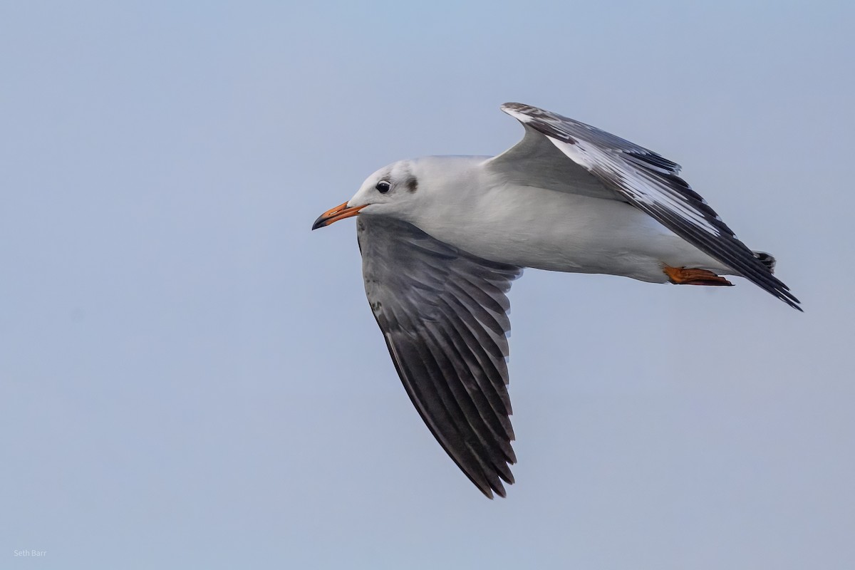 Hint Martısı - ML647779888