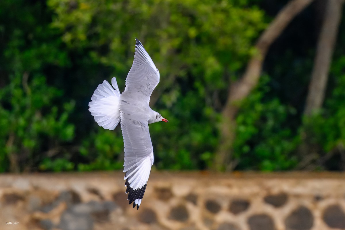 Hint Martısı - ML647779889