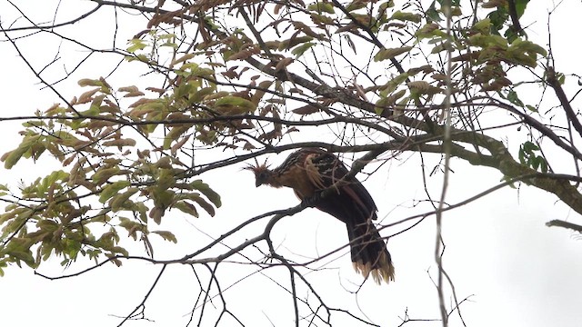 Hoatzin - ML647779938