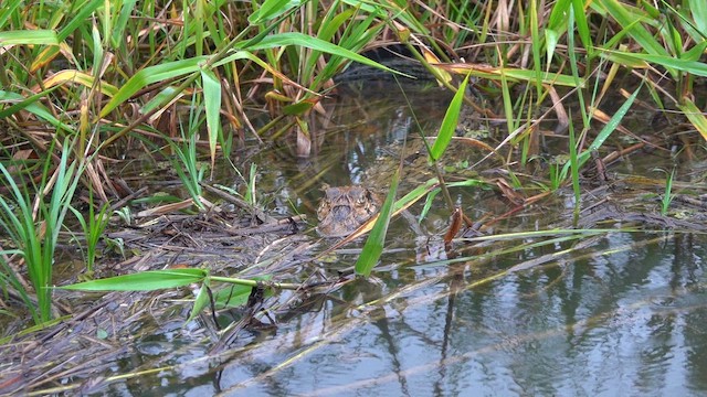 Black Caiman - ML647779995