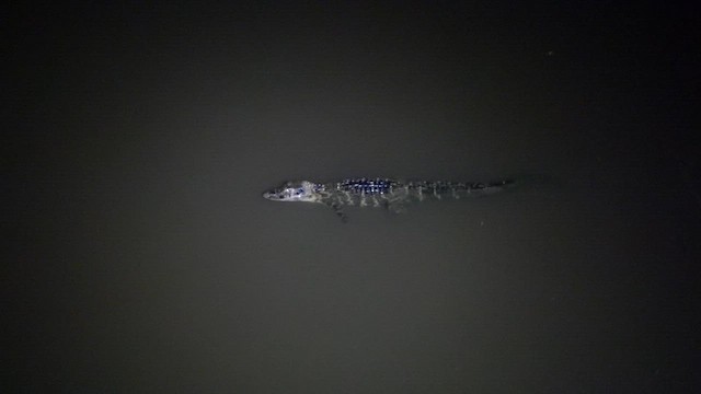 Black Caiman - ML647780107