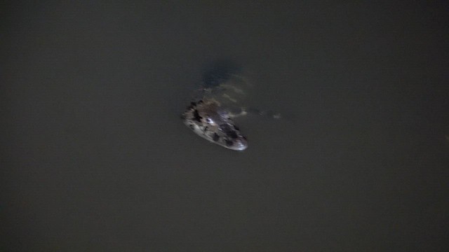 Black Caiman - ML647780109