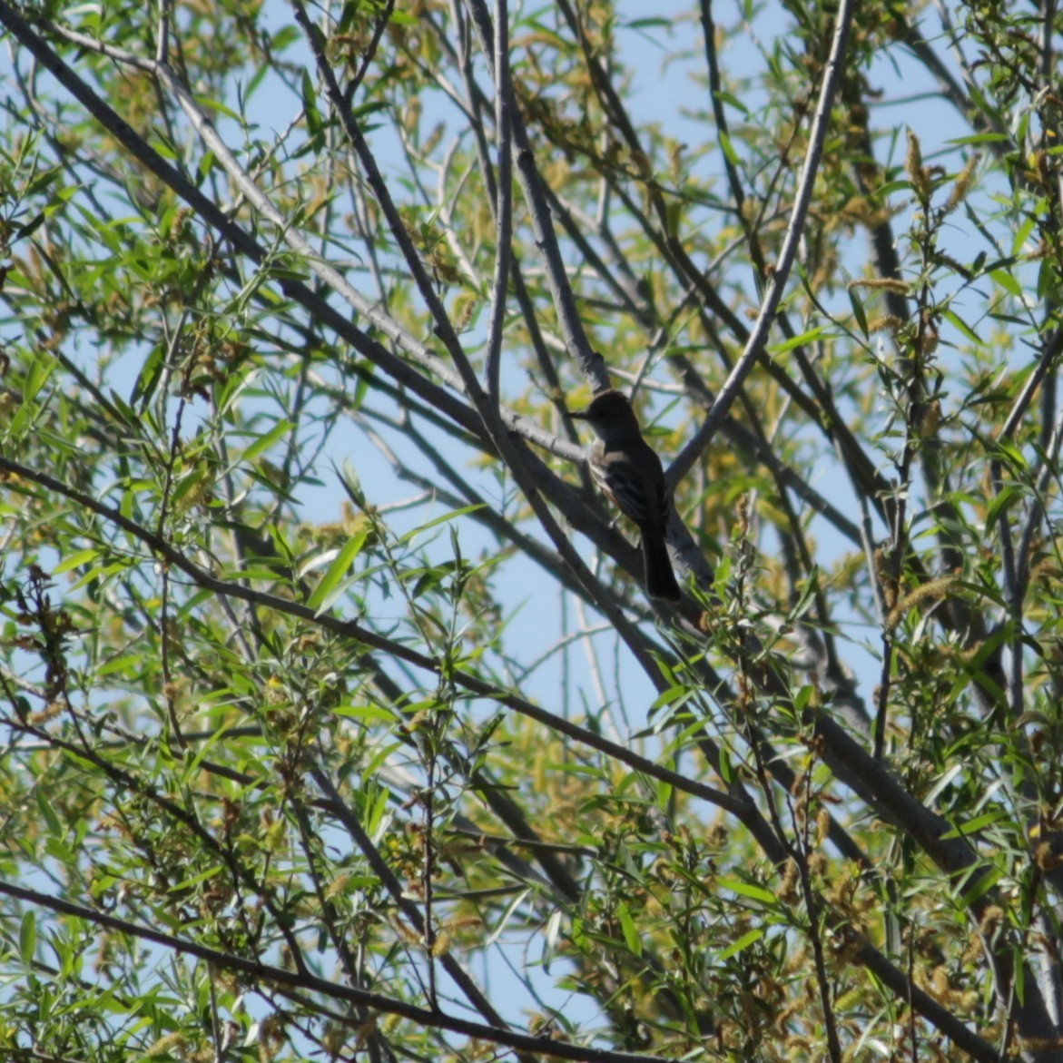 Ash-throated Flycatcher - ML647780110