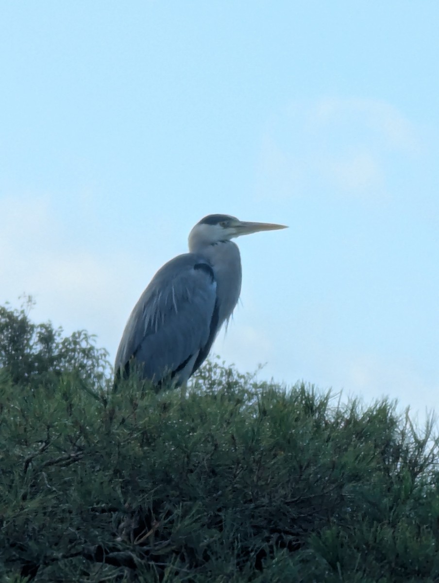 Gray Heron - ML647780111