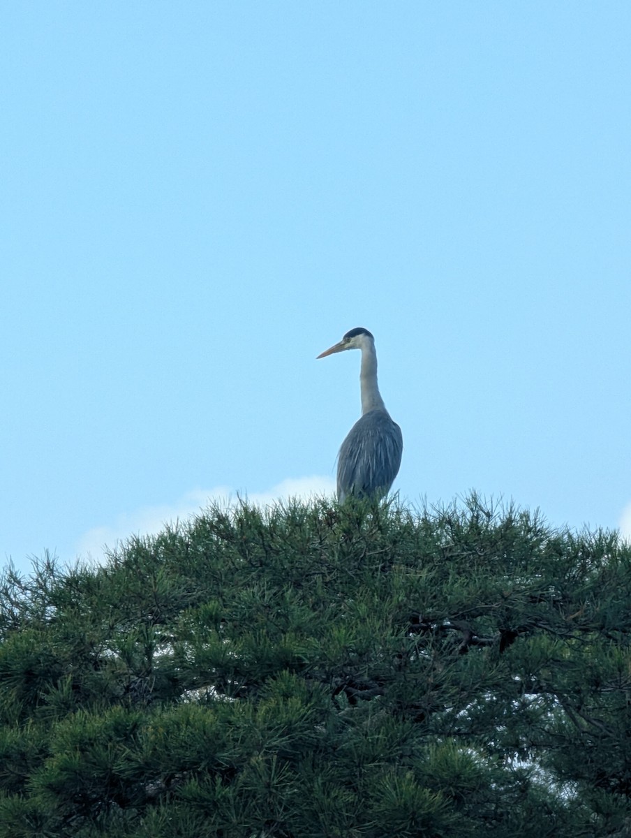 Gray Heron - ML647780112