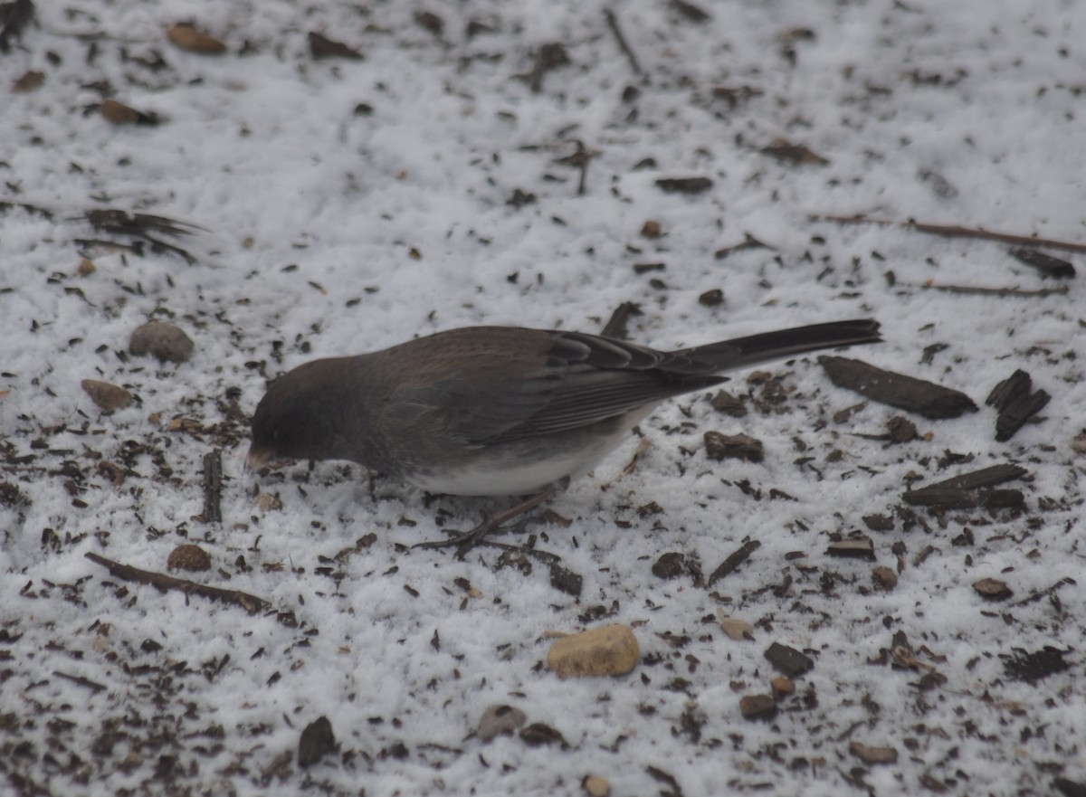 Dark-eyed Junco (Slate-colored) - ML647780113