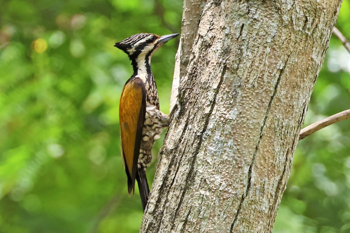 Common Flameback - ML647780114