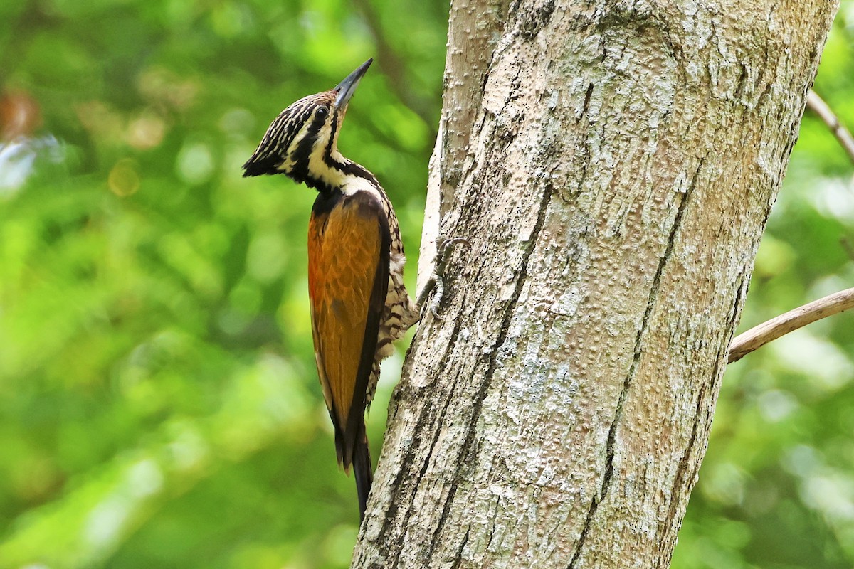Common Flameback - ML647780115