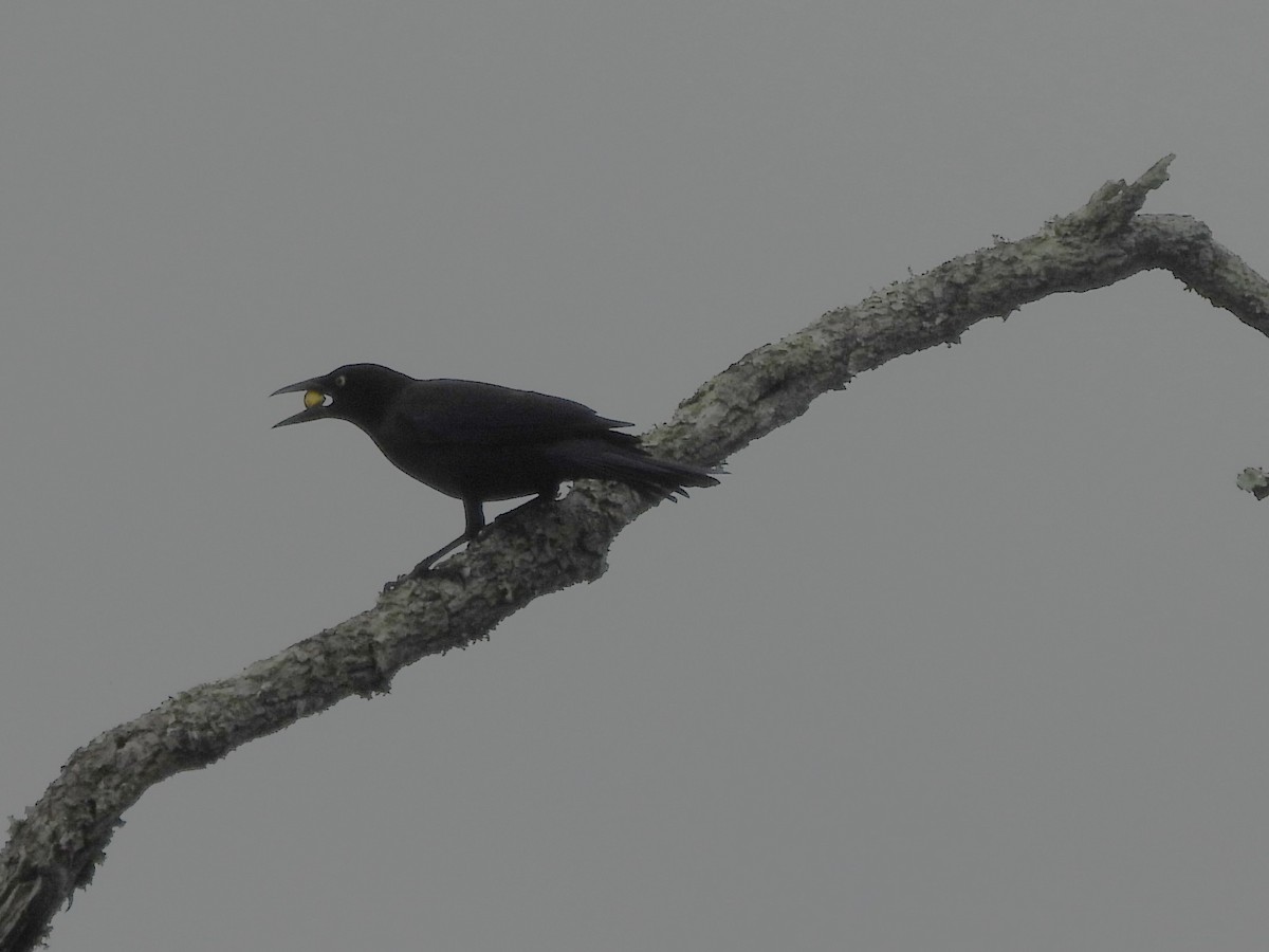 Common Grackle - ML647780116
