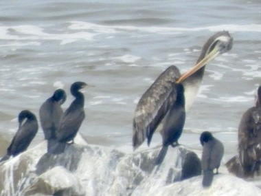 Peruvian Pelican - ML647780117
