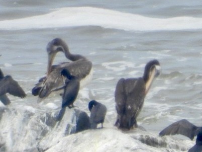 Peruvian Pelican - ML647780118