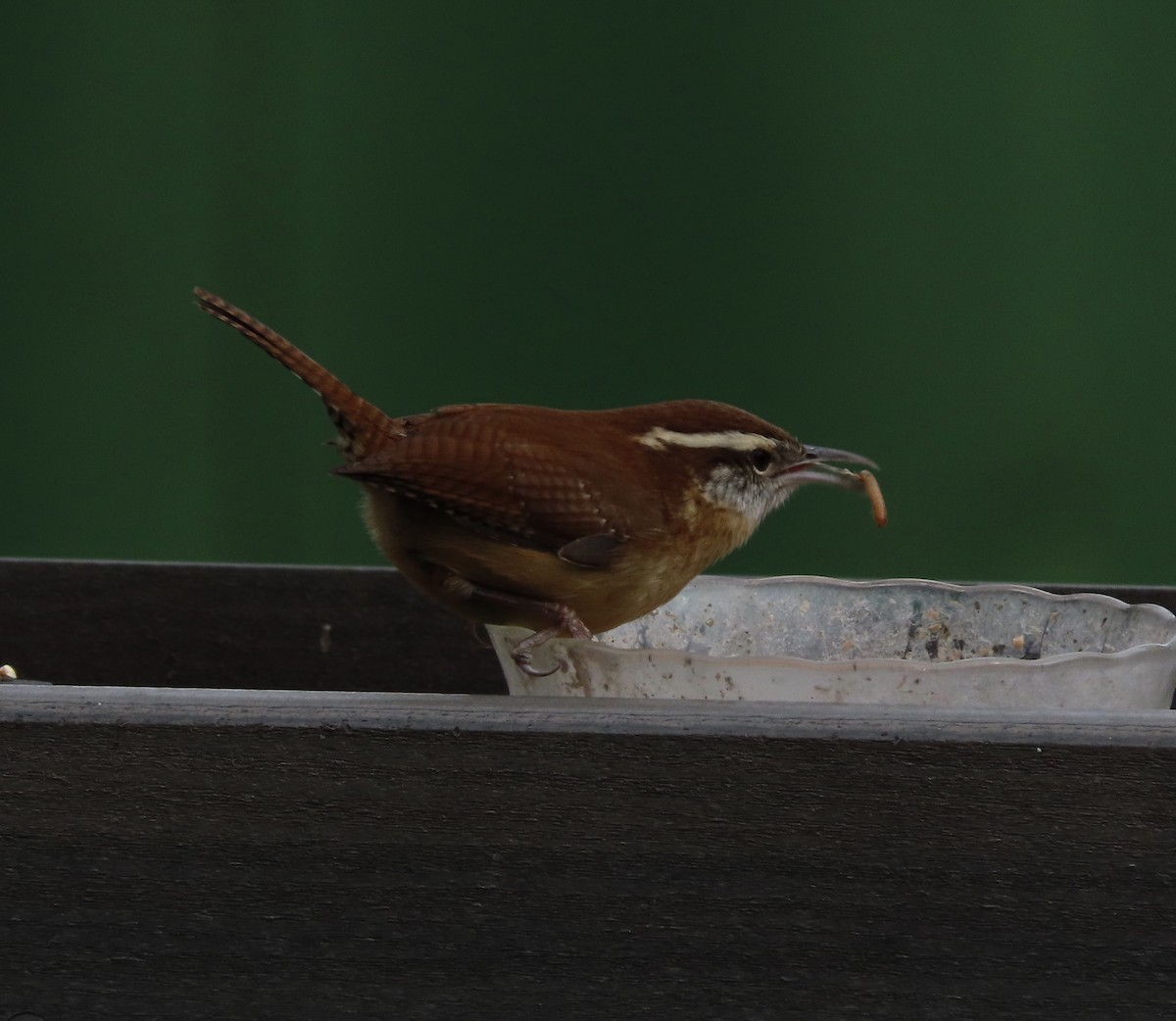 Carolina Wren - ML647780119