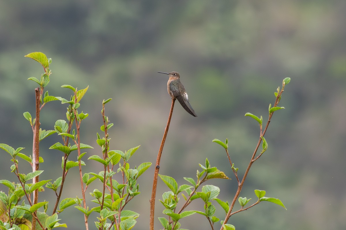 Giant Hummingbird - ML647780120
