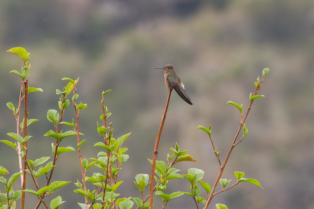 Giant Hummingbird - ML647780121