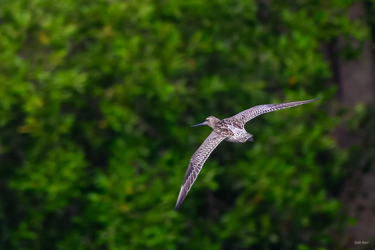 Bar-tailed Godwit - ML647780122