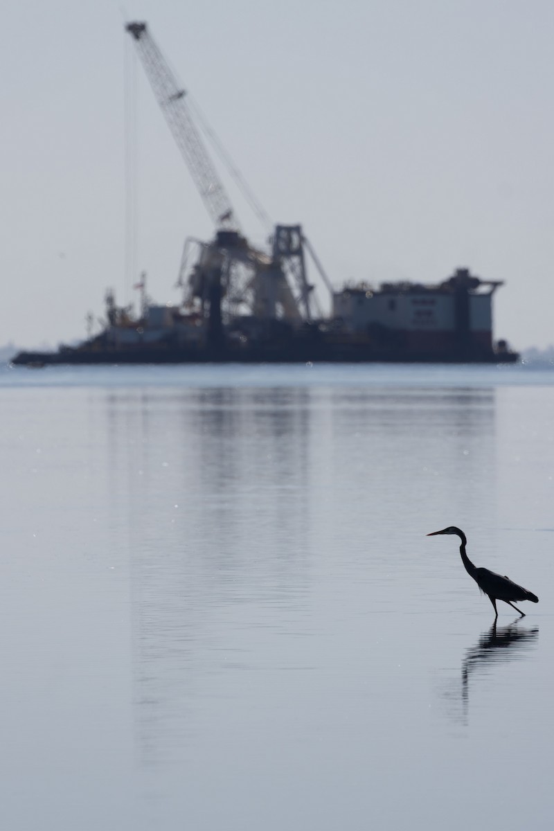 Great Blue Heron - ML647780123