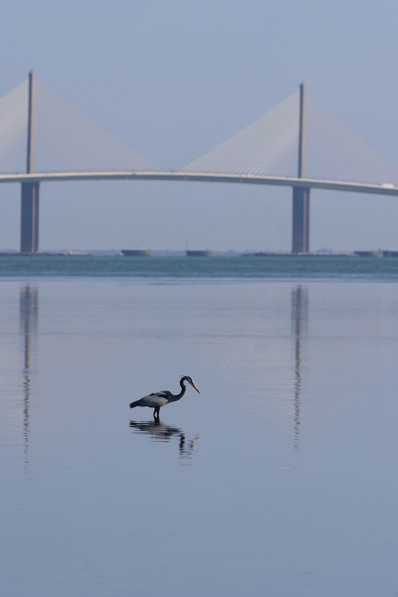 Great Blue Heron - ML647780124